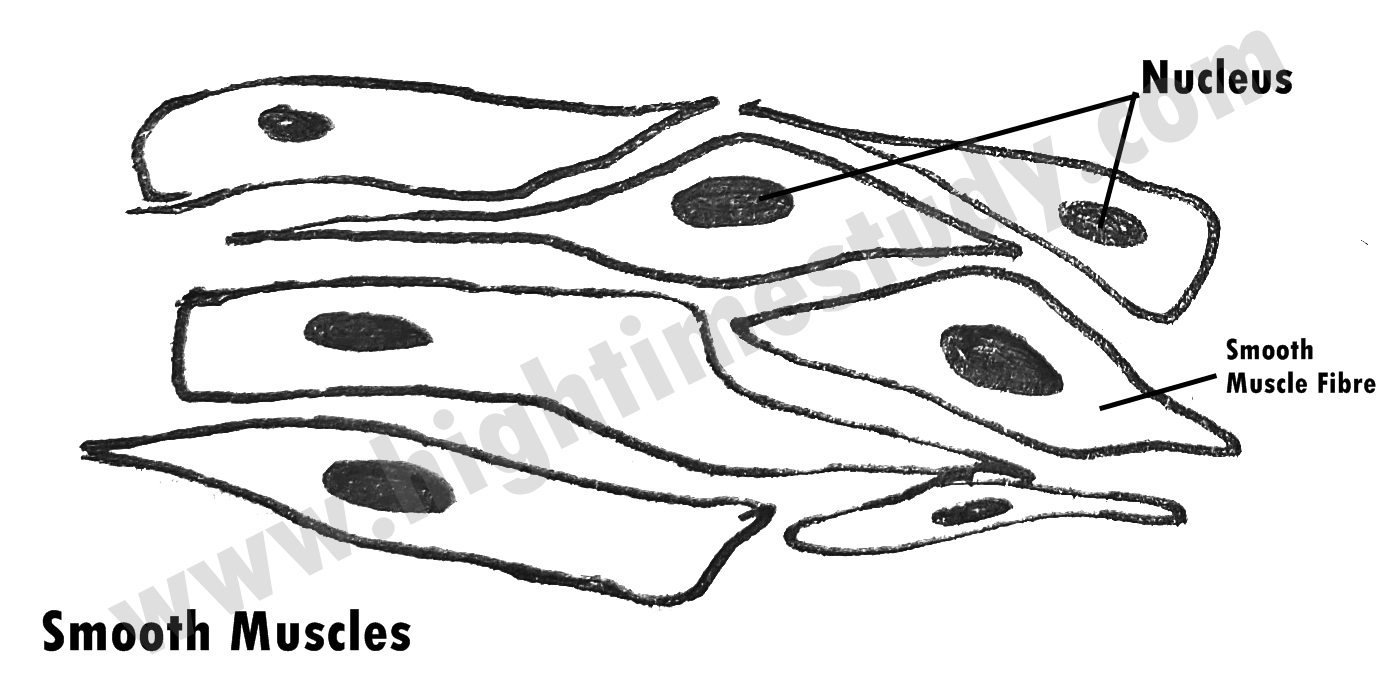 Class 9th – MUSCULAR TISSUE – HIGH TIME STUDY