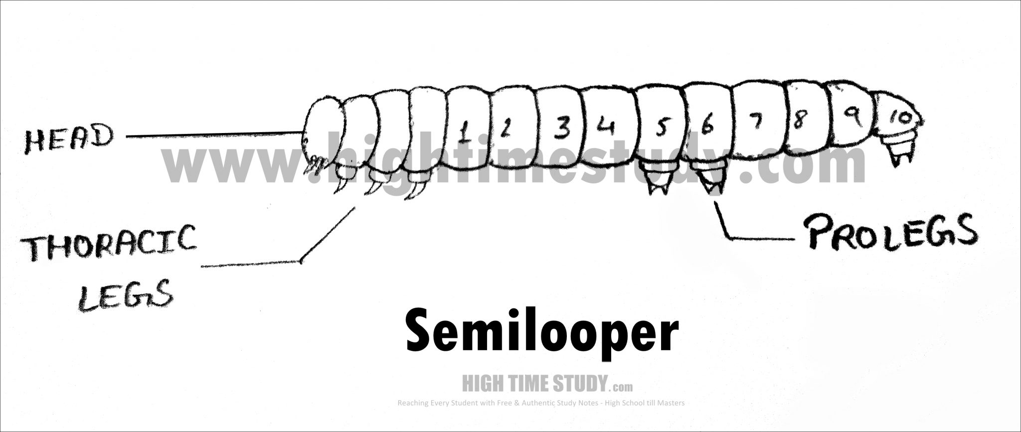 Larva and it’s Types HIGH TIME STUDY