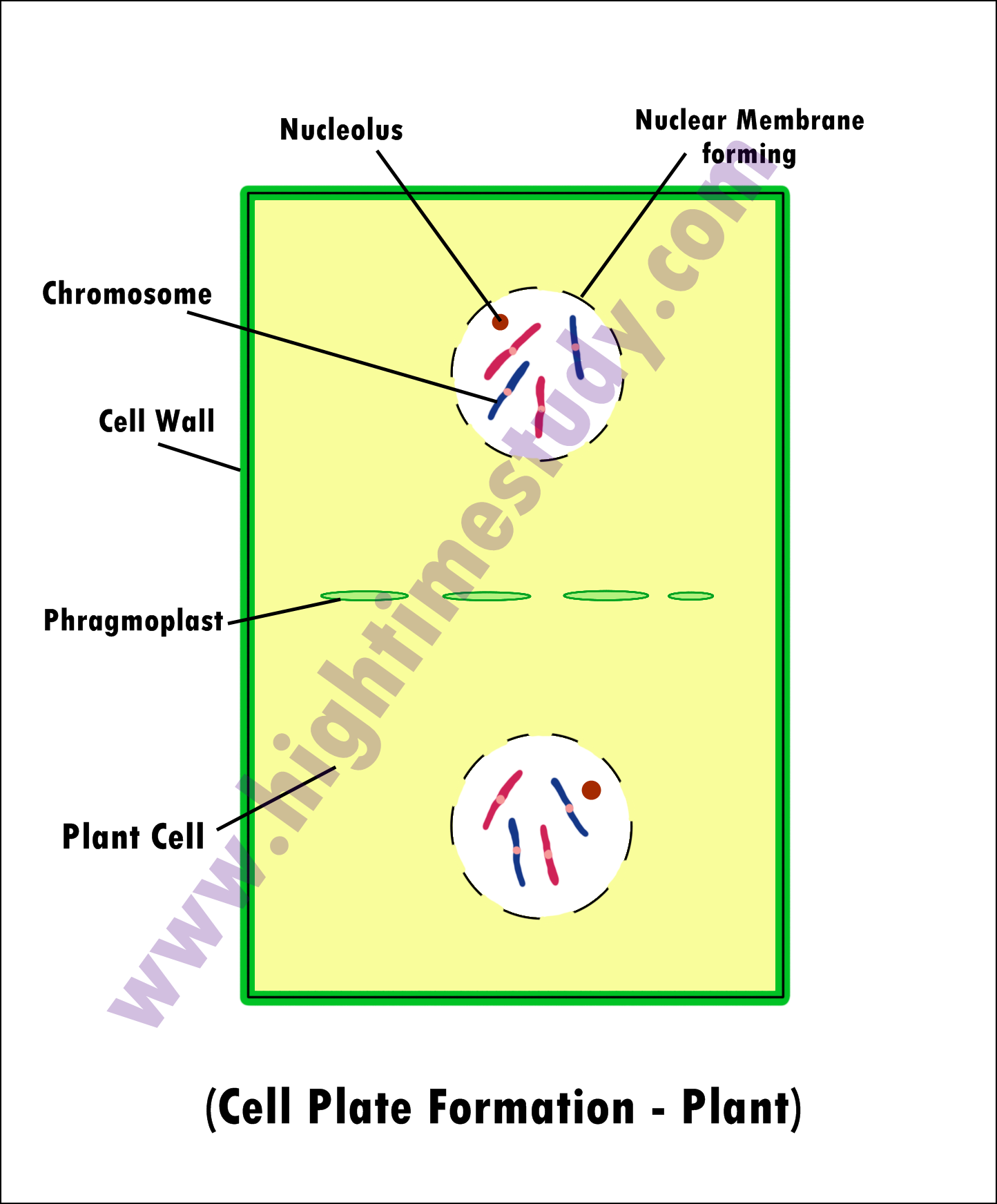 Cell Cycle & Cell Division Mitosis HIGH TIME STUDY