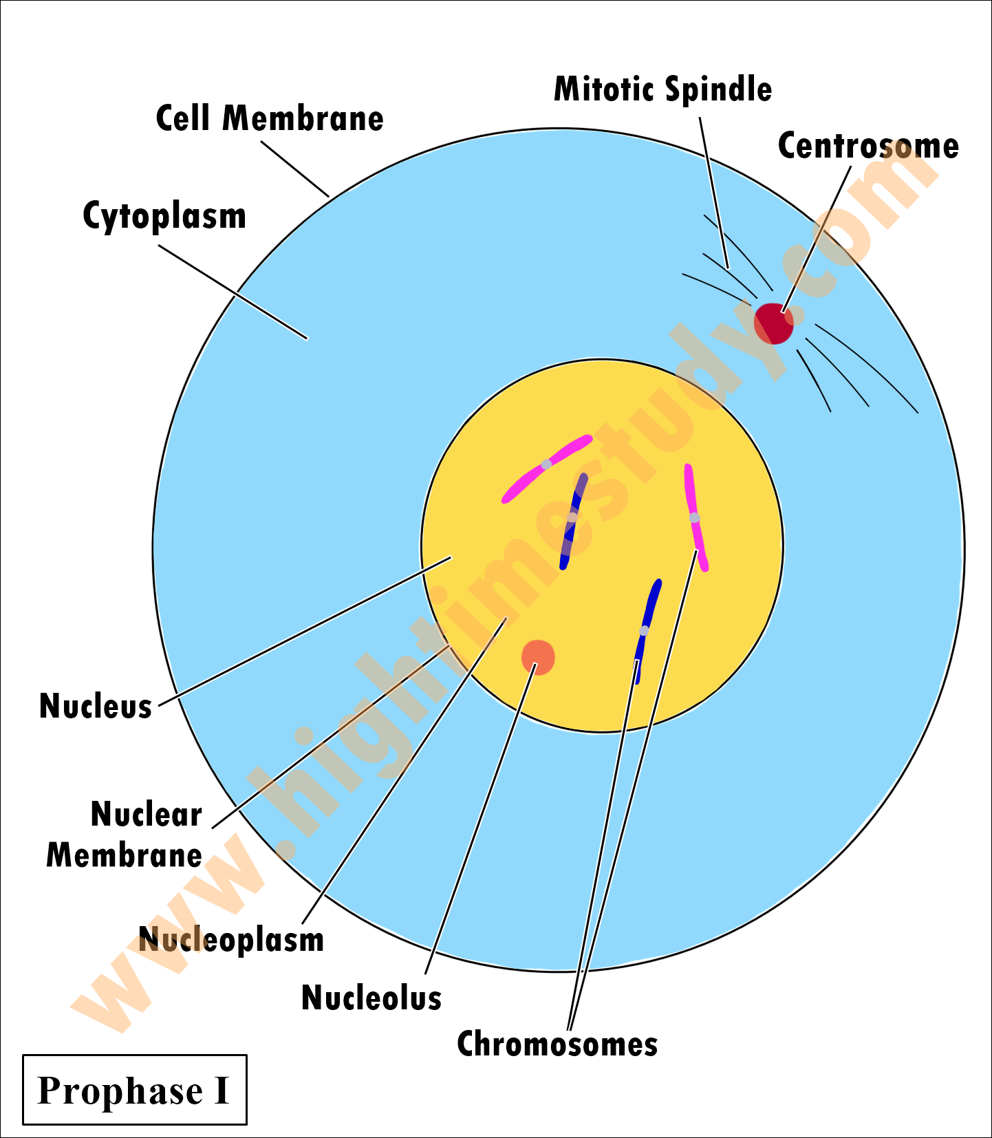 Cell Division – Meiosis – HIGH TIME STUDY